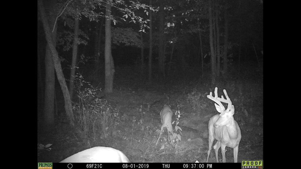 Michigan Whitetail Trailcam Photo