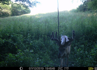 Whitetail Trailcam Pic