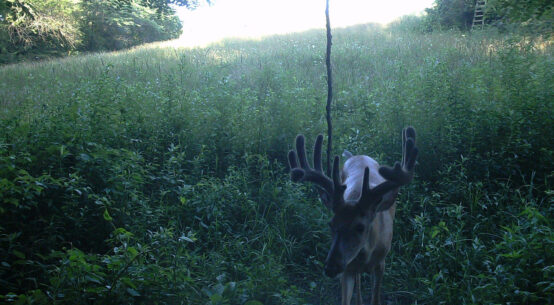 Whitetail Trailcam Pic