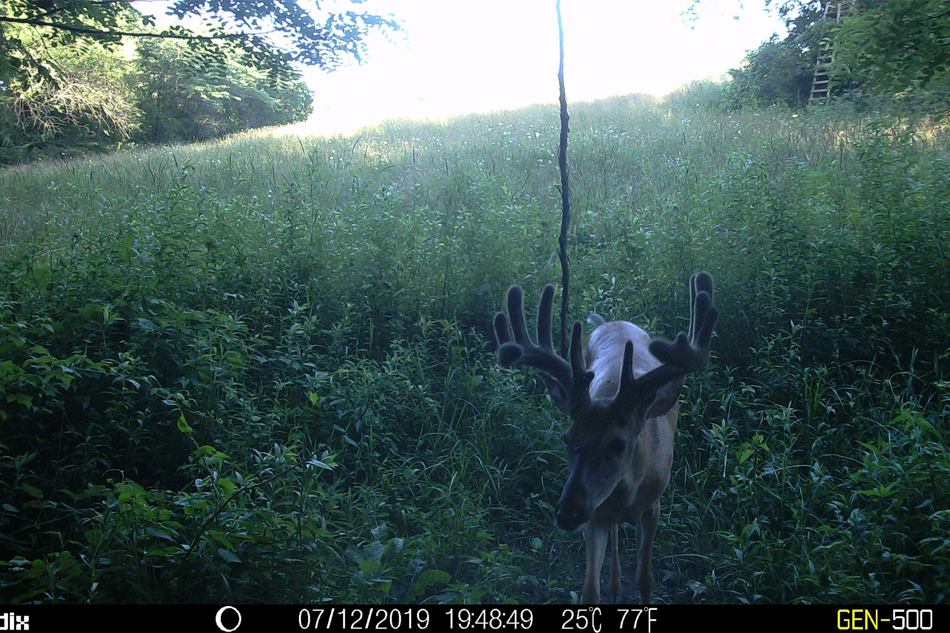 Whitetail Trailcam Pic