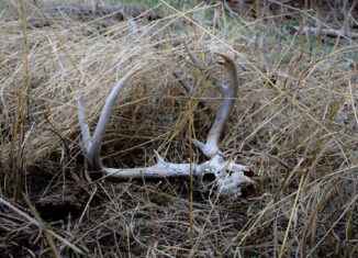 Oklahoma Public Land Whitetail