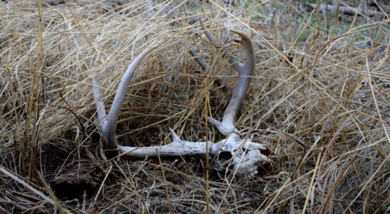 Oklahoma Public Land Whitetail