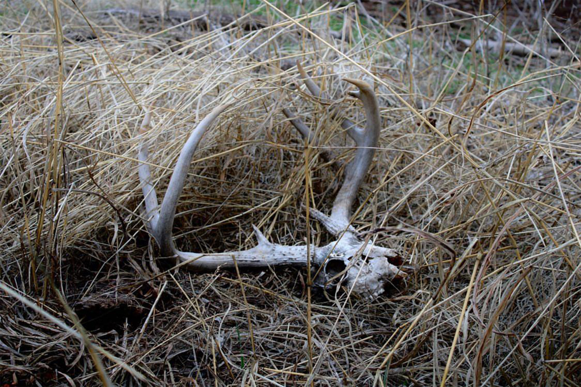 Oklahoma Public Land Whitetail