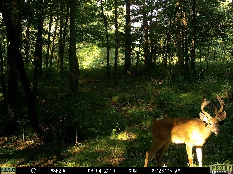 Michigan Whitetail Trailcam Photo