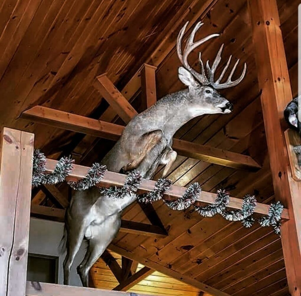 Illinois Whitetail